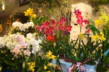 Exposition d'orchidées à l'Abbaye de Vaucelles