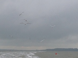 Baie de Somme/Marquenterre