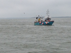 Baie de Somme/Marquenterre
