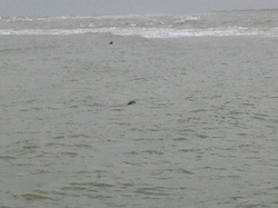 Baie de Somme/Marquenterre