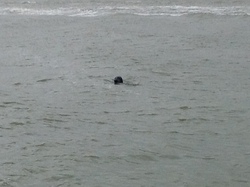 Baie de Somme/Marquenterre