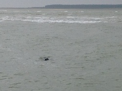 Baie de Somme/Marquenterre