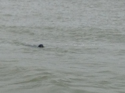 Baie de Somme/Marquenterre