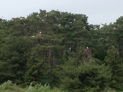 Baie de Somme/Marquenterre