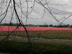 le KEUKENHOF