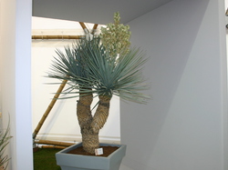 Les Floralies de GAND