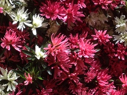 Les Floralies de GAND