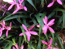 Les Floralies de GAND