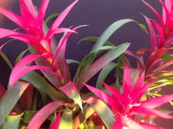 Les Floralies de GAND