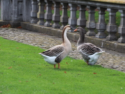 MONS - Château de Beloeil