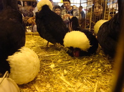 Salon de l'Agriculture